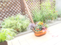 �i�Z���̃n�[�u��